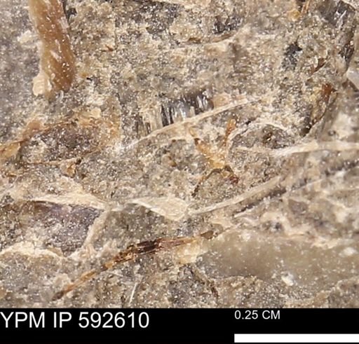 undet. Mollusca