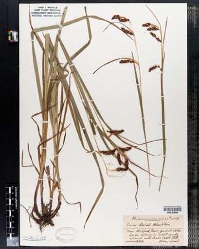 Carex davisii