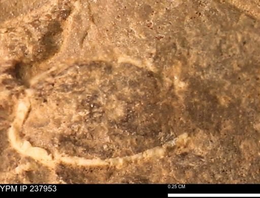 Limopsis striatopunctatus