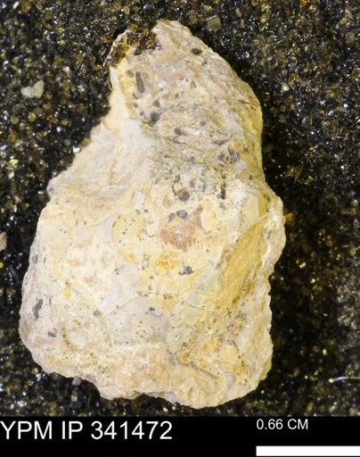 Scaphites sp.