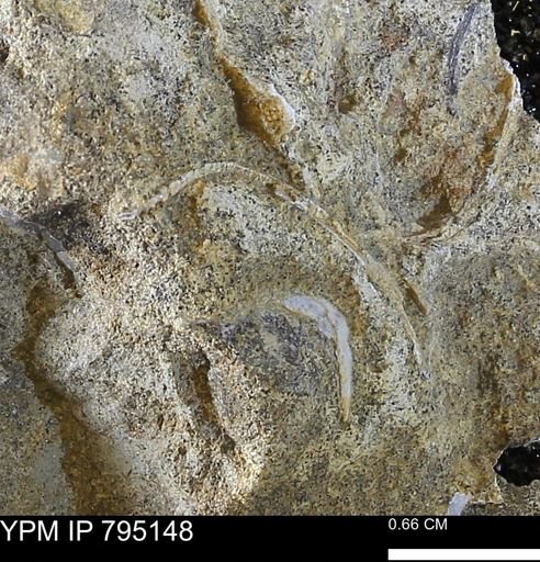 undet. Bivalvia