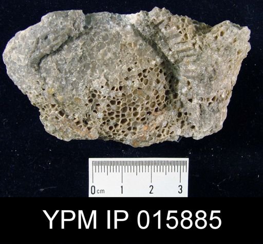 Favosites hamiltonae