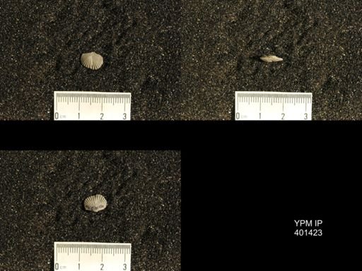 Plectorthis plicatella