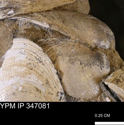 Limopsis striatopunctatus