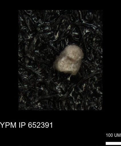 undet. Foraminiferida