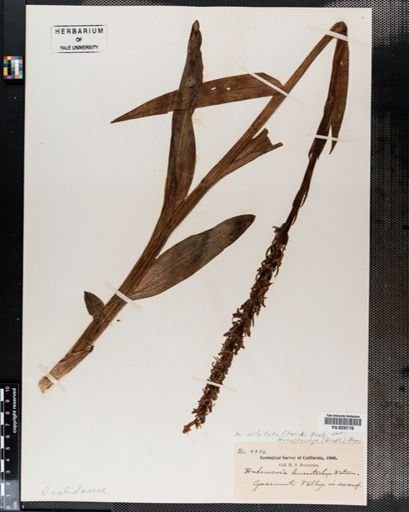 Plantae