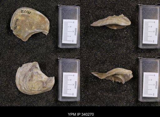 Gryphaea navia