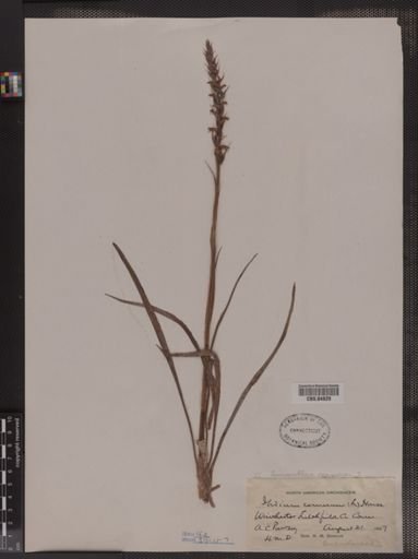Ibidium cernuum