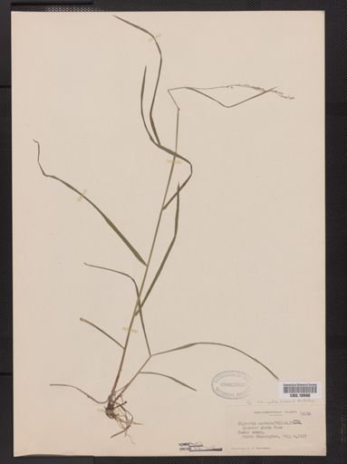 Glyceria striata