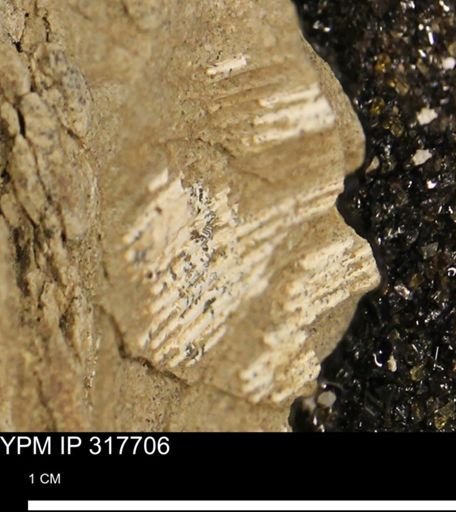 Scaphitidae?