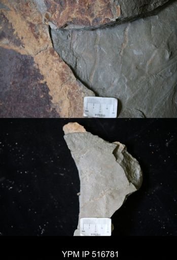 undet. Arthropoda