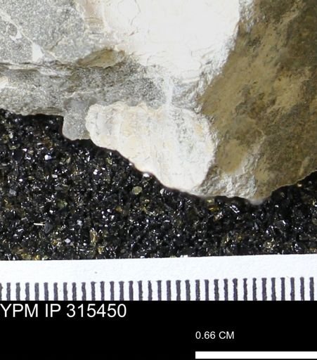 undet. Ammonoidea