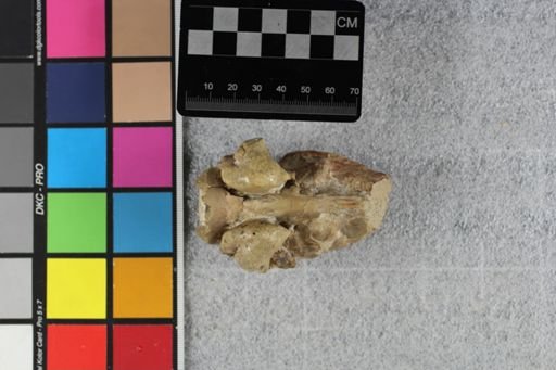 Poebrotherium wilsoni