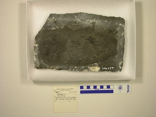 Semionotus