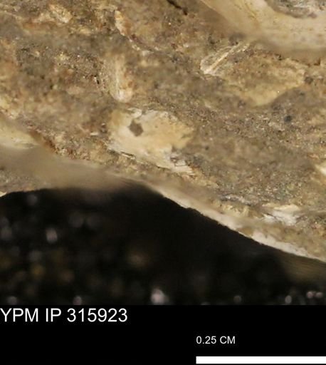 undet. Mollusca