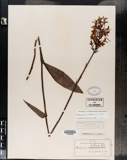 Habenaria ciliaris