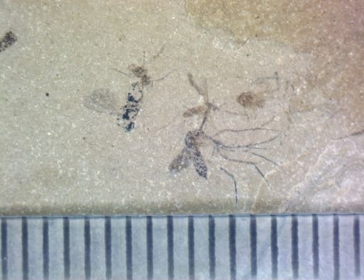 undet. Diptera