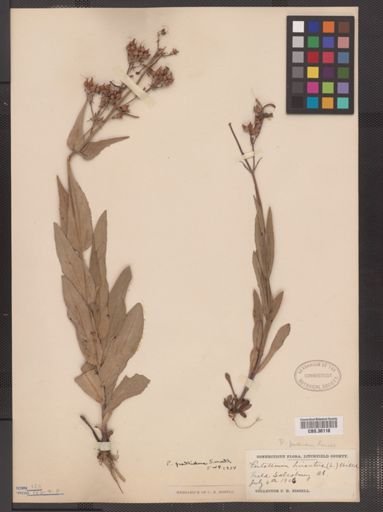 Penstemon pallidus