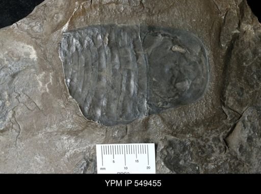 undet. Eurypterida