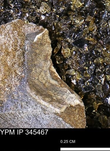Limopsis striatopunctatus