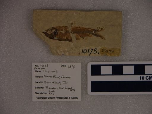 Clupeoidei