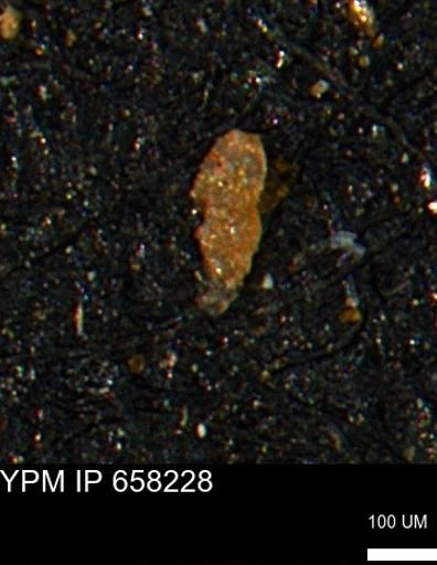 Verneuilinoides kansasensis