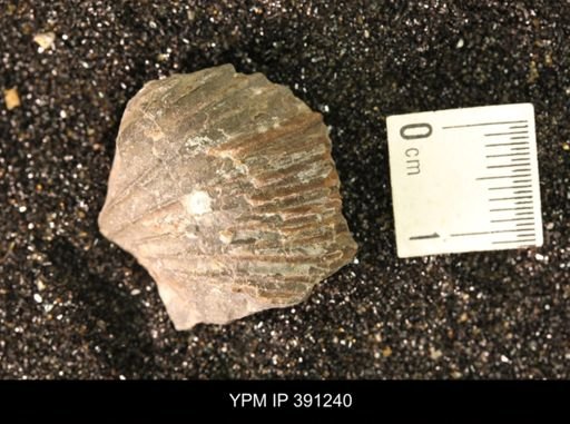 Scaphitidae