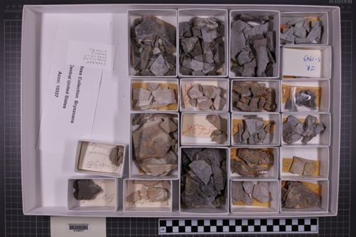 mixed taxa, stratigraphic collection