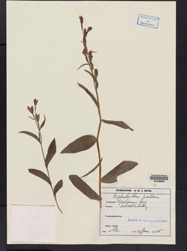 Cephalanthera