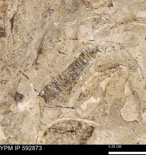 Inoceramidae?