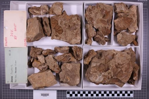 mixed taxa, stratigraphic collection