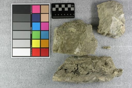 Subhyracodon occidentalis
