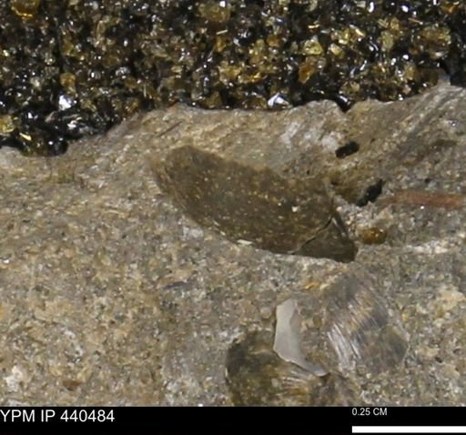 Protocardia subquadrata