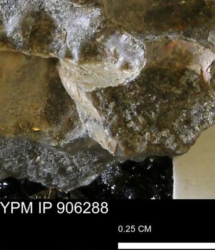 undet. Mollusca