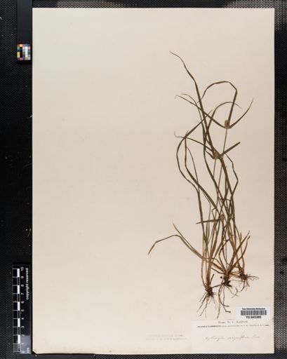 Plantae