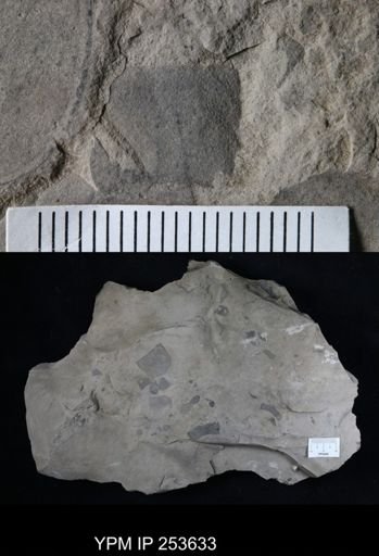 Eurypterus sp.