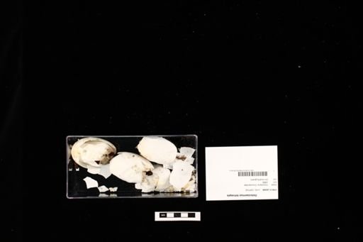 Osteolaemus tetraspis
