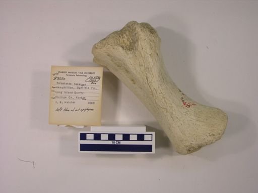 Teleoceras fossiger