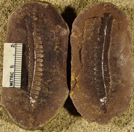 Pecopteris