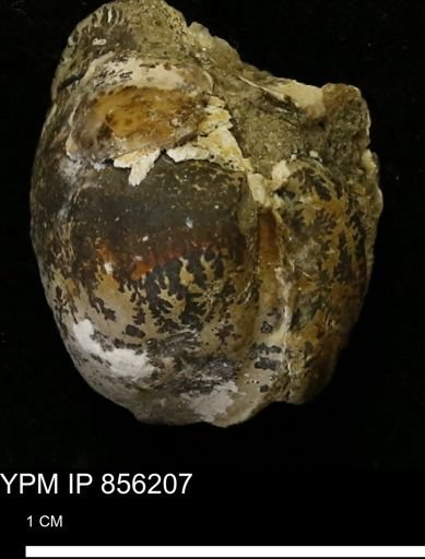 Limopsis striatopunctatus