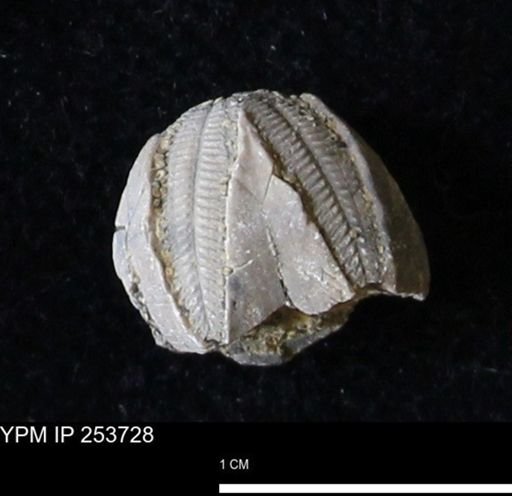 Pentremites sp.