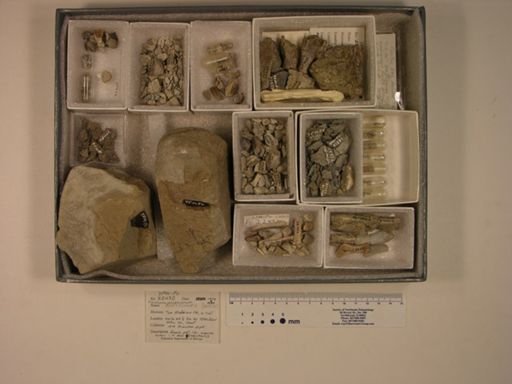 Maiasaura peeblesorum