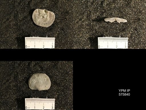 Dinorthis subquadrata