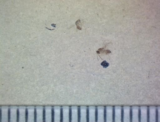 Diptera?