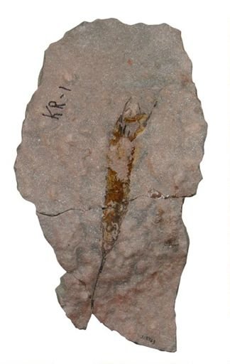 Ascocystites sp.