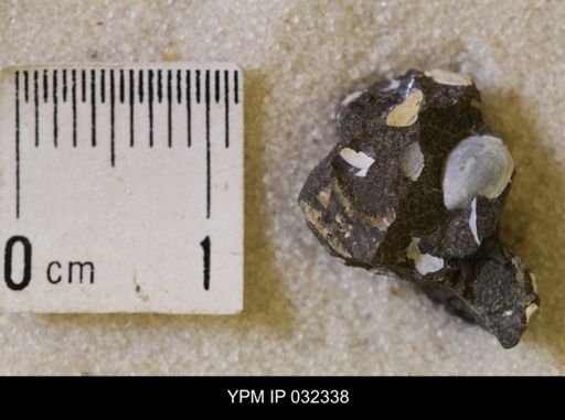 undet. Scaphitidae