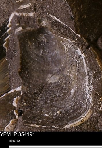 undet. Bivalvia
