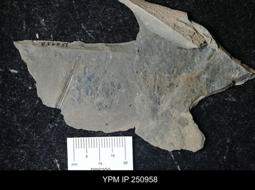 Eurypterus pittsfordensis