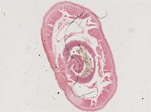 Oligochaeta