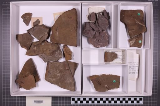 mixed taxa, stratigraphic collection
